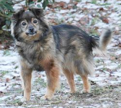 Stellina