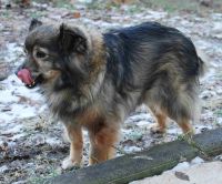 Stellina