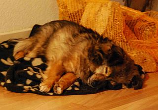 Stellina