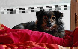 Stellina