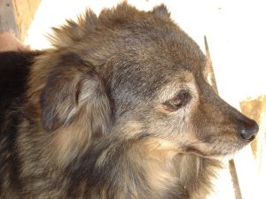 Stellina
