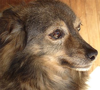 Stellina
