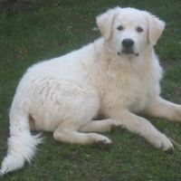 Teddy