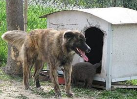 Hundehütte