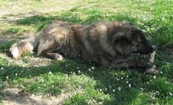 Knochen