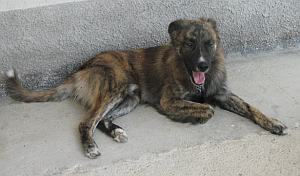Zucchero