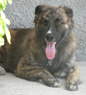 Zucchero