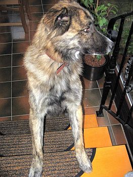 Zucchero auf der Treppe