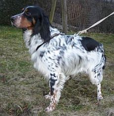 Adamo