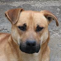 Axel