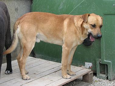 Axel