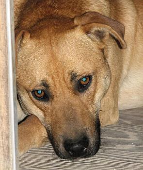 Axel