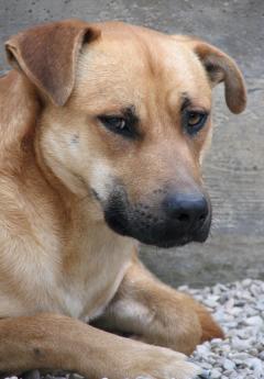 Axel