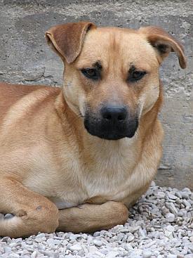 Axel