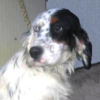 Azzurra