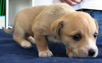 Bailey