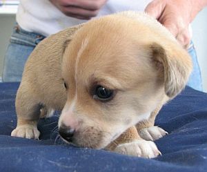 Bailey