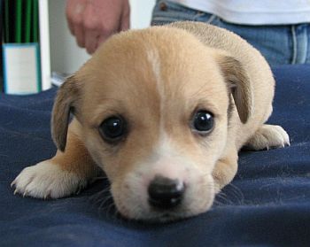 Bailey