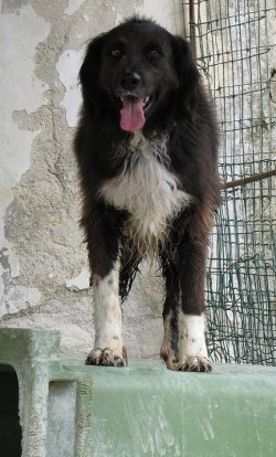 Bamba auf Mülltonne