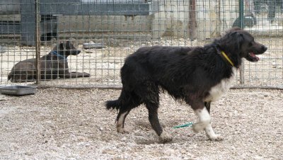 Bamba nochmal am Zaun