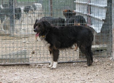 Bamba am Zaun