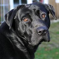 Blacky