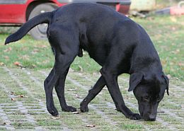 Blacky