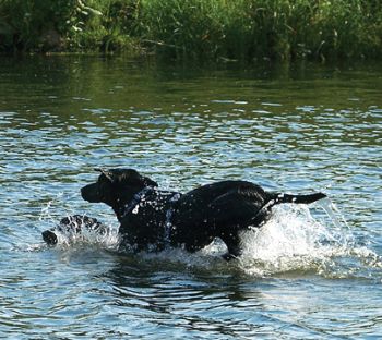 Blacky und Trixie