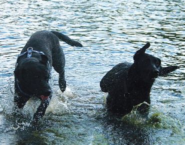 Blacky und Trixie
