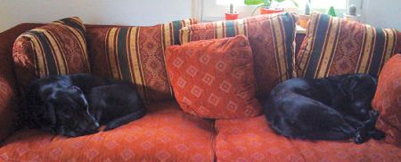 Blacky