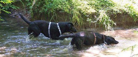 Blacky und Trixie