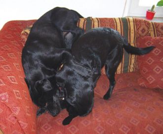 Blacky und Trixie