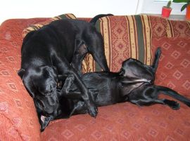 Blacky und Trixie
