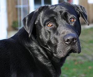 Blacky