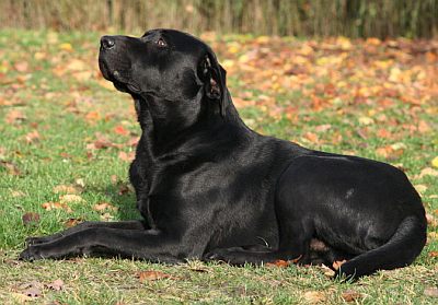 Blacky