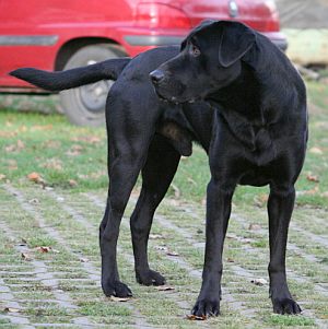 Blacky