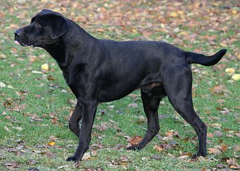 Blacky