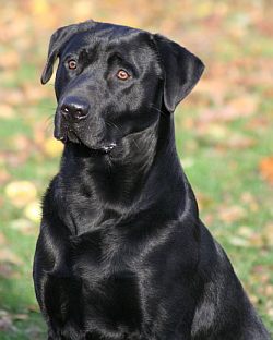 Blacky