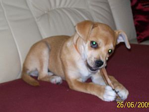 Brandy