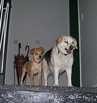 Brandy und Benni