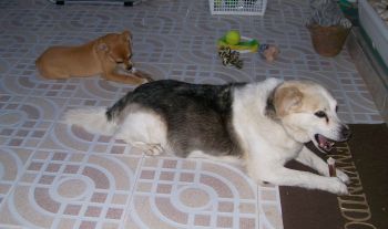 Brandy und Benni