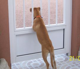 Brandy