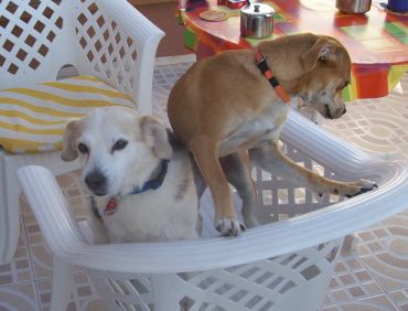Brandy und Benni