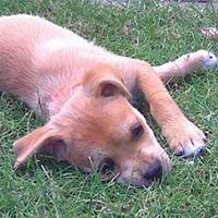Brandy