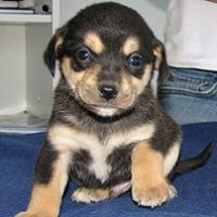 Buddy
