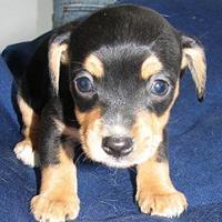 Buster