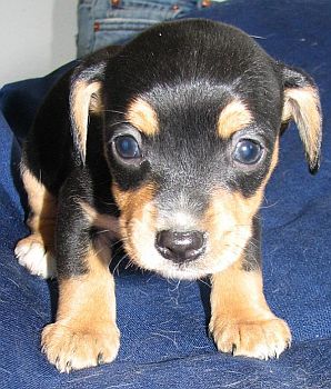 Buster