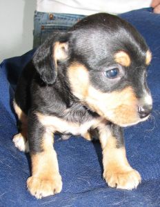 Buster