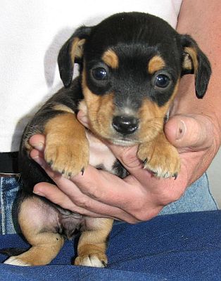 Buster