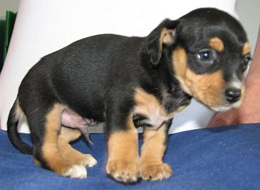 Buster